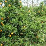 Citrus aurantium ᱛᱟᱦᱮᱸ