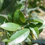 Syzygium paniculatum Листок