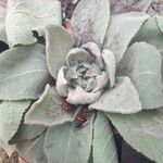 Verbascum boerhavii Leaf
