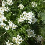 Anemone narcissiflora Muu