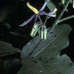 Solanum subinerme Flower