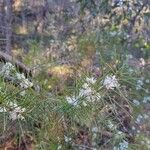 Grevillea linearifoliaŽiedas