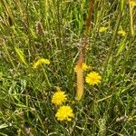 Crepis capillarisFlors