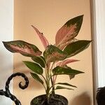 Aglaonema commutatum Kwiat