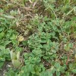 Indigofera cordifolia Leaf