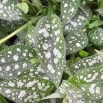Pulmonaria saccharata ഇല