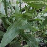 Cynoglossum lanceolatum ഇല