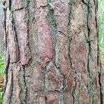 Pinus sylvestris Bark