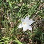 Zephyranthes drummondii Flor