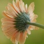 Gerbera jamesonii Flower