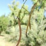 Prosopis cineraria Fruit