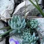 Linaria alpina Leaf