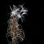 Epilobium angustifoliumफल