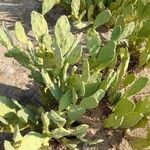 Opuntia stricta 整株植物