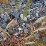 Stipellula capensis Natur