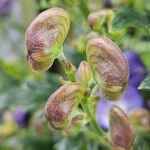 Aconitum variegatum 花