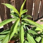 Solidago giganteaFolla