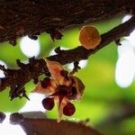 Theobroma cacao Flor