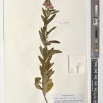 Polygala exelliana Outro