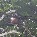 Dacryodes edulis Fruit