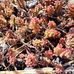 Sedum rubens Hoja