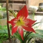 Hippeastrum correienseCvet