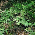 Taxus baccata Hábito