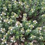 Thymus vulgaris Elinympäristö