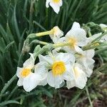 Narcissus tazettaFlor