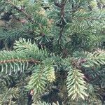 Picea asperata Feuille