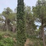 Cupressus sempervirens Leht