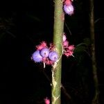 Clidemia septuplinervia Otro