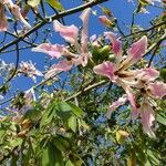 Ceiba speciosaFlower