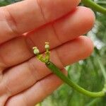 Euphorbia tirucalliFlower