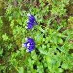 Gentiana linearisBlüte