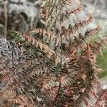 Hemionitis quadripinnata Φύλλο