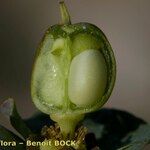 Euphorbia isatidifolia ഫലം