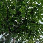 Amorphophallus titanum Blatt