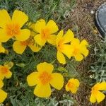 Eschscholzia caespitosa Λουλούδι