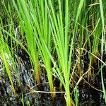 Typha angustifolia Folha