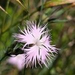 Dianthus hyssopifolius Flower