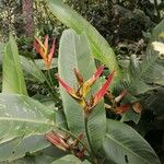 Heliconia latispathaപുഷ്പം