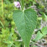 Agastache urticifolia Leaf