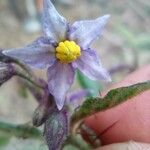 Solanum stelligerum Квітка