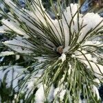 Pinus nigra Blatt