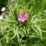 Geranium dissectum Muu