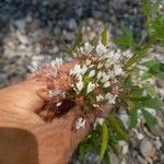 Cleome dodecandra Flower