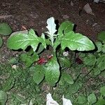 Cirsium altissimum ശീലം