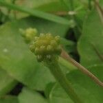 Ranunculus microphyllus Fruto