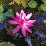 Nymphaea lotus Kwiat